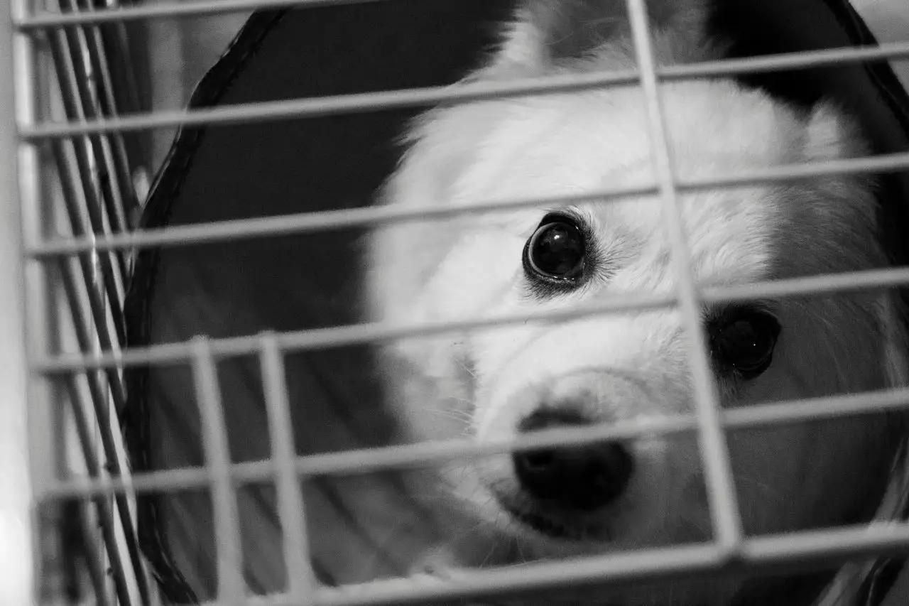 White Dog Inside the Cage