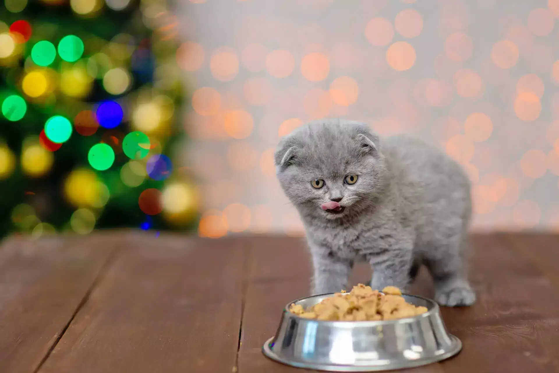 fluffy gray kitten standing next to a bowl full of cat food