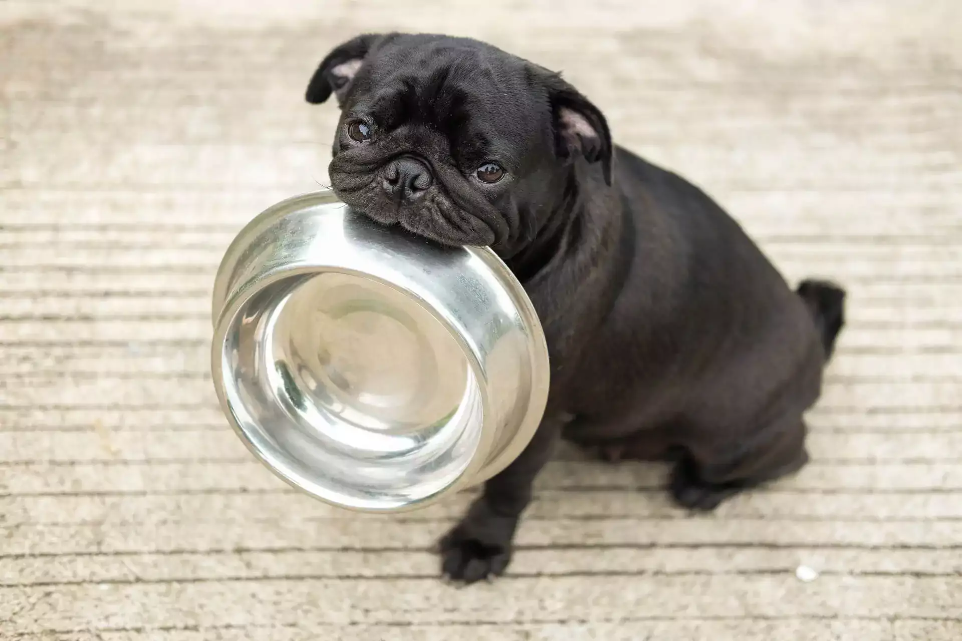 funny pug dog bite stainless bowl wait to eat dog food