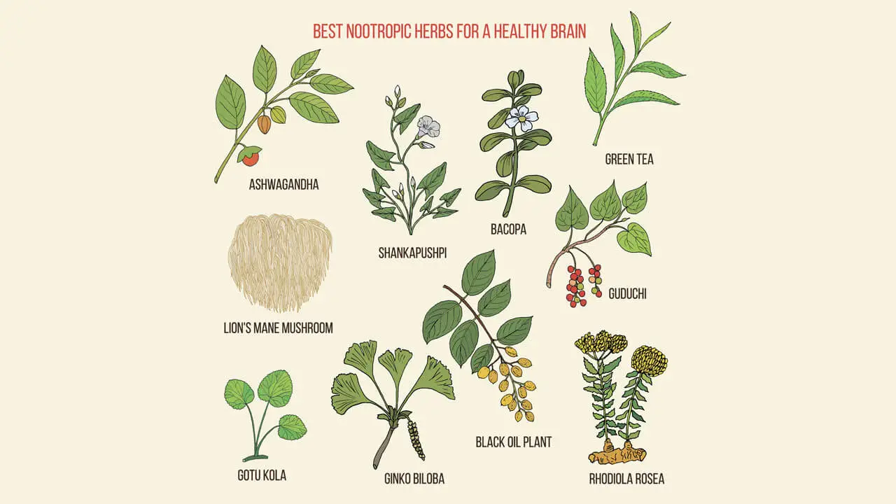 Best nootropic medicinal herbs for a healthy brain